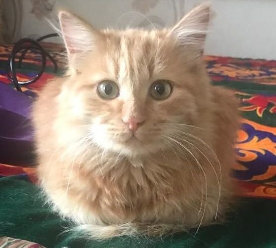 Котик в добрые руки
