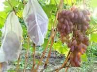Мешки для защиты винограда от птиц и ос