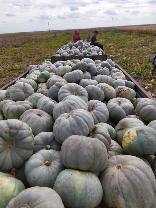 Dovleci plăcintari de vânzare