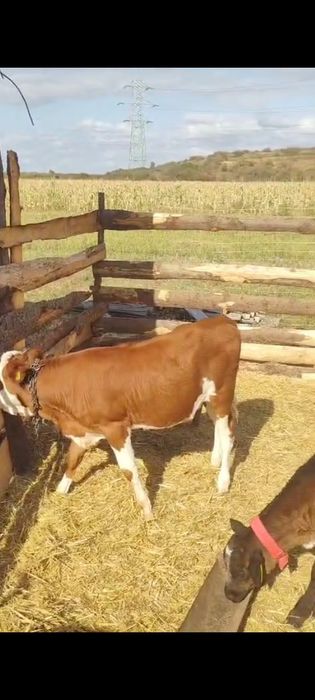 Vând 2 vițele preț 5500 lei.