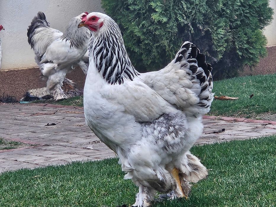 Gainu Barahma hd de vanzare