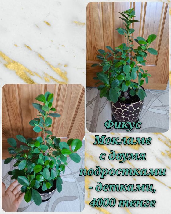 Фикусы и другие комнатные