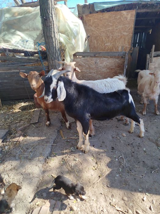 Țap de vânzare anglonubian