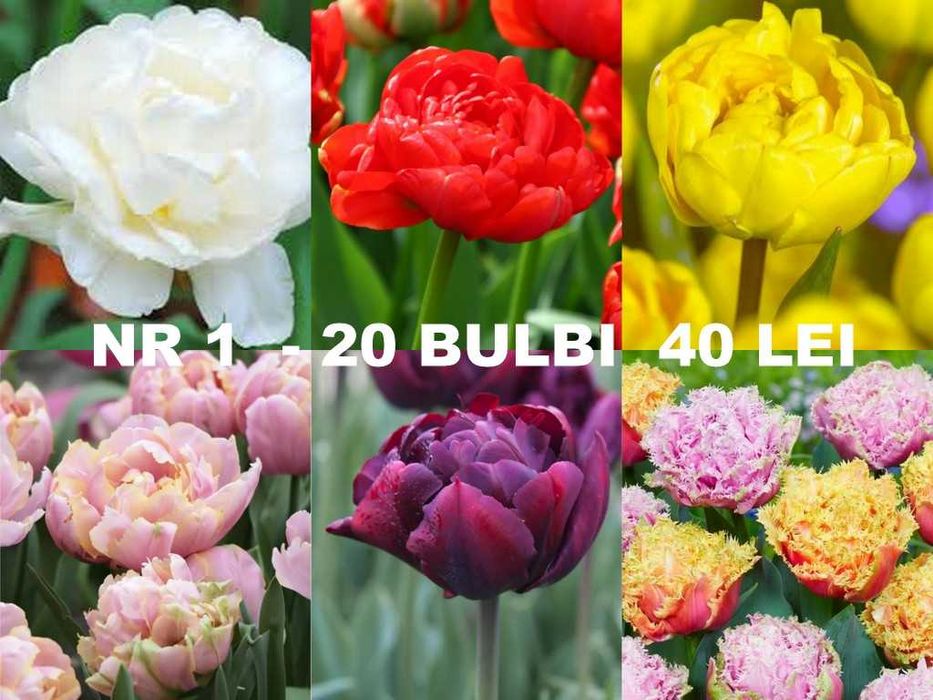 Bulbi de lalele diverse pachete de la 1 leu