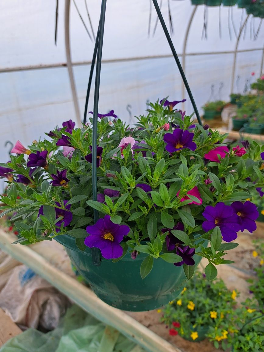 Muscate Caliope, petunii, calibrachoa