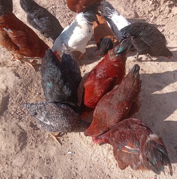 Tovuq  va xo‘rozlar xammasi sotiladi