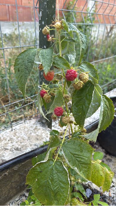 Pomi fructiferi pe rod