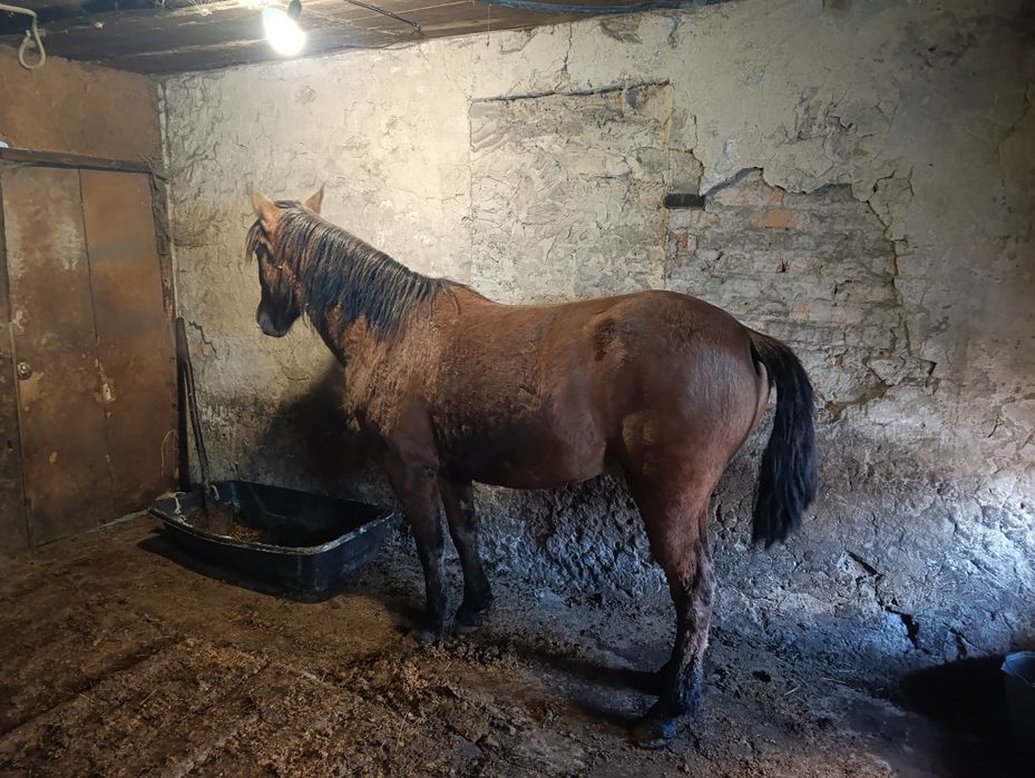 Продам кобылку на откорме.