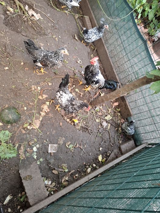 Vand pereche gainuse si cocosei pitici, sanatosii si frumosi