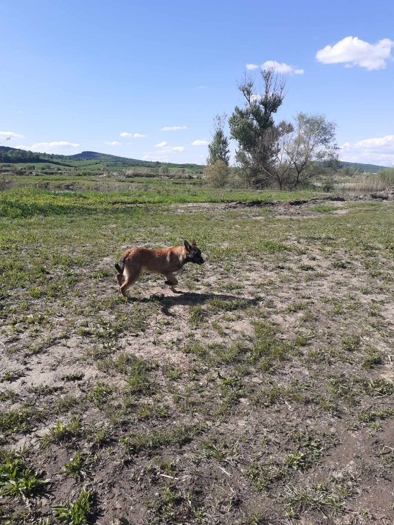 Vând Ciobānesc Belgian Malinois