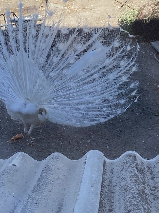 белые павлины самка и самец