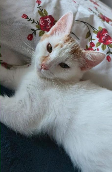 Pisică spre adopție