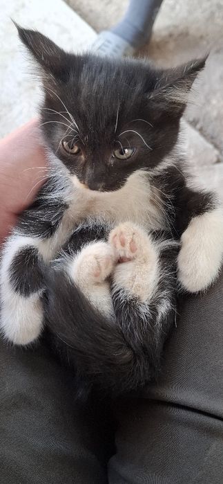 Отдам даром котят