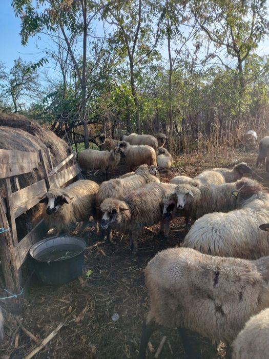 De vânzare oi Țurcane