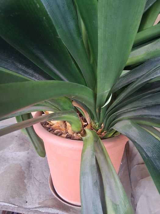 Vând plantă interior amaryllis