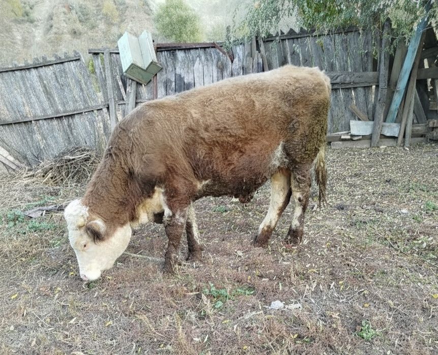 Vițel disponibile 1 an