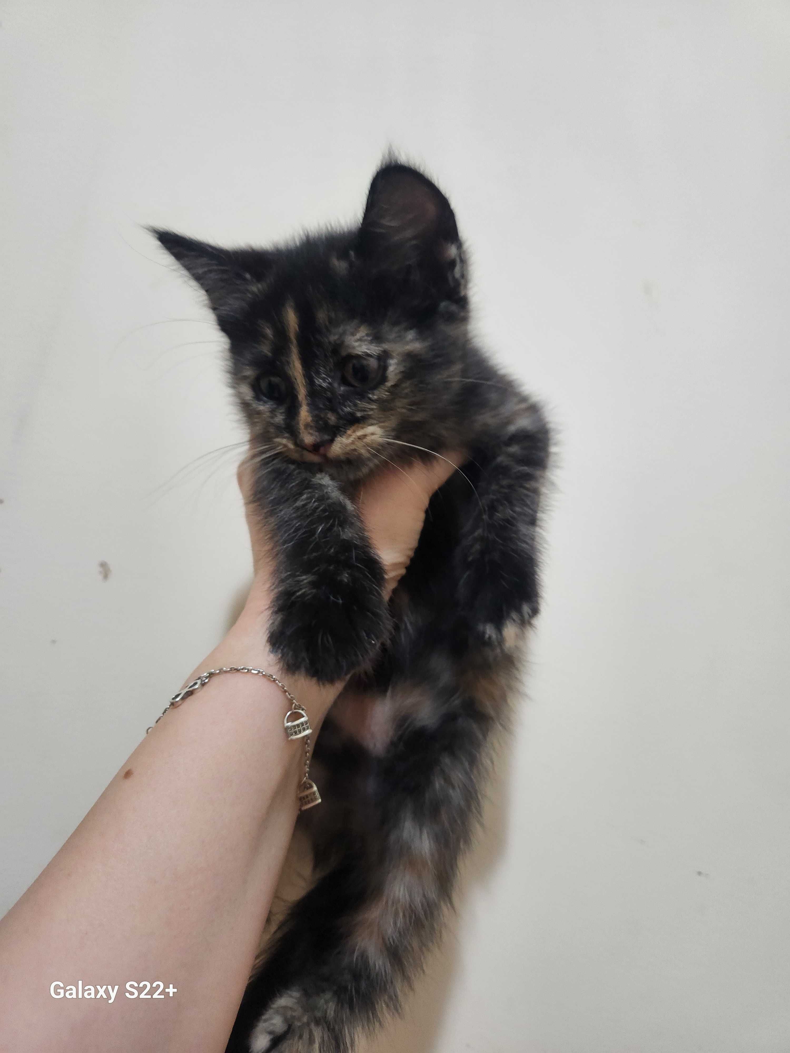 Мушукчалар ( КОТЯТА ) ХАДЯ