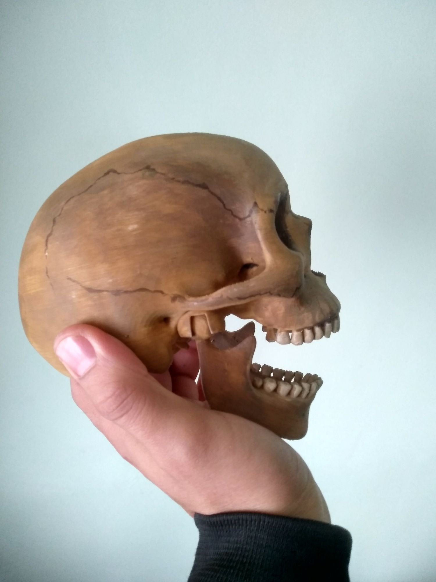 Bosh chanogʻi modeli/ 3Д модель черепа