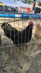 Cocos Australorp