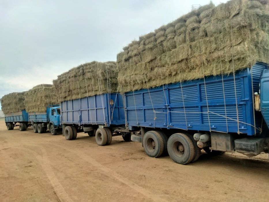 Продам сено житняк