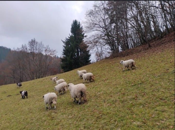 Oi de vanzare de a fata