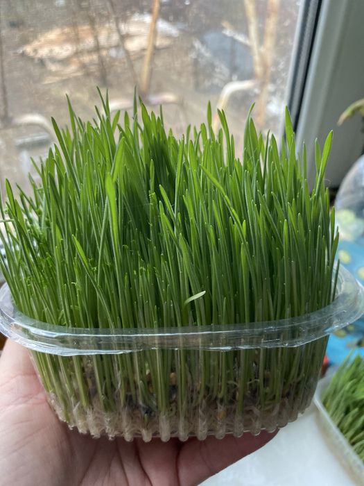 Продам траву для животных