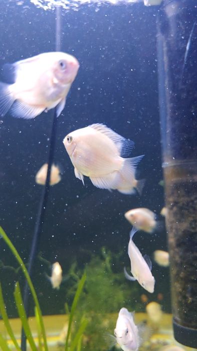 Северум(ложный дискус) 3-5см.Продажа от 10 шт.