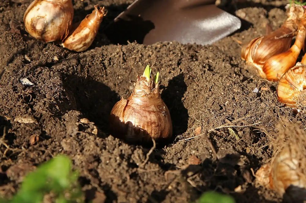 Луковици лалета, нарциси, кокичета есенен минзухар, зюмбюл ,50  стотин