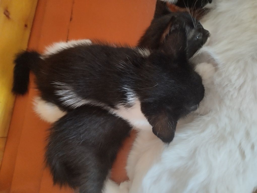 Продается котенки