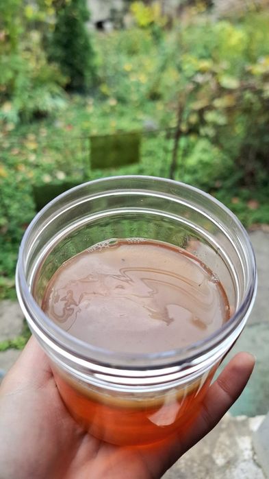 Ciuperca de Kombucha(SCOOBY)