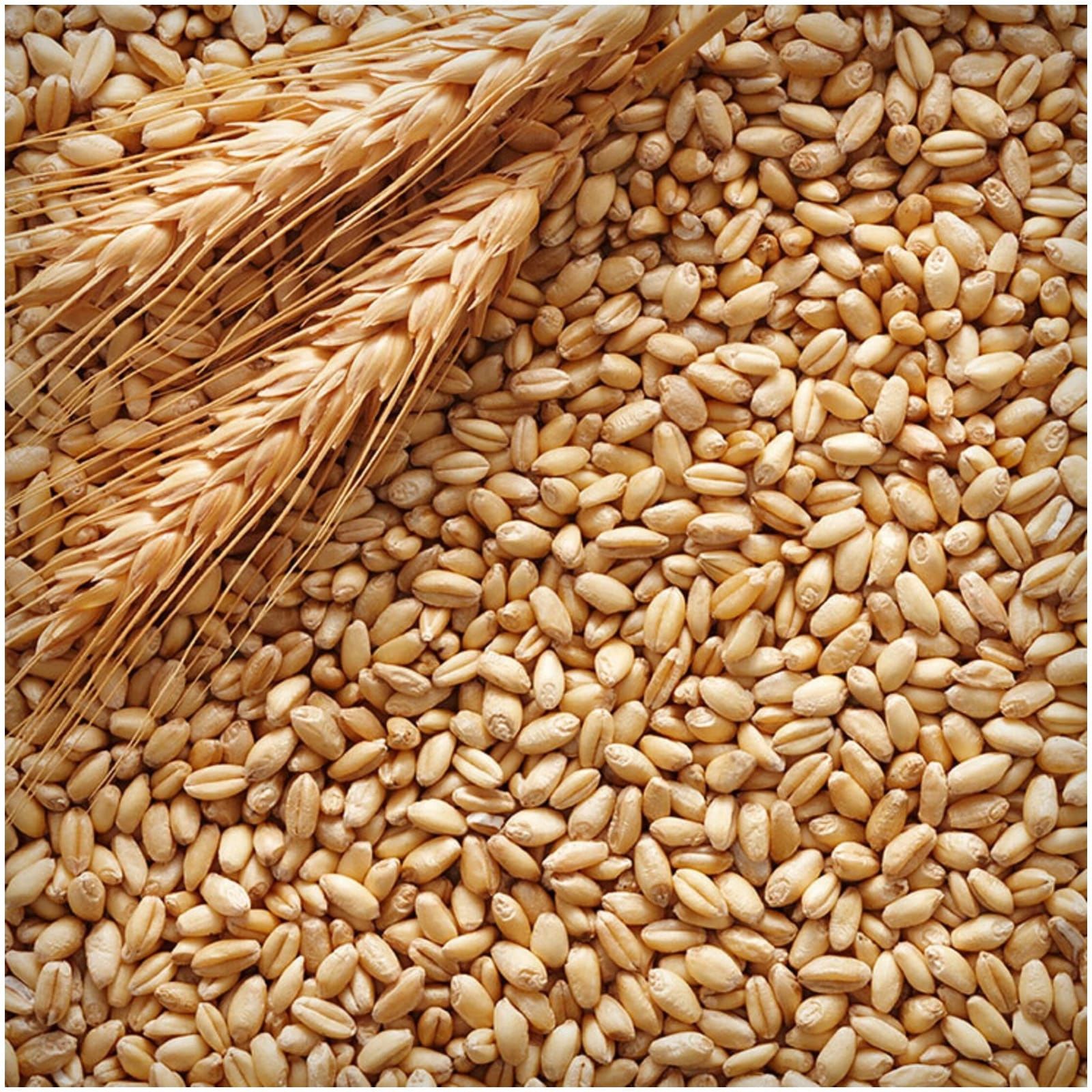 Пшеница 50 кг сухая чистая