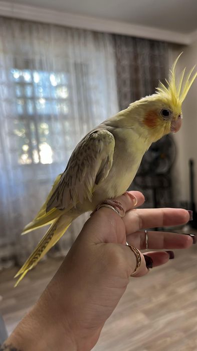 Ручные кореллы птенцы
