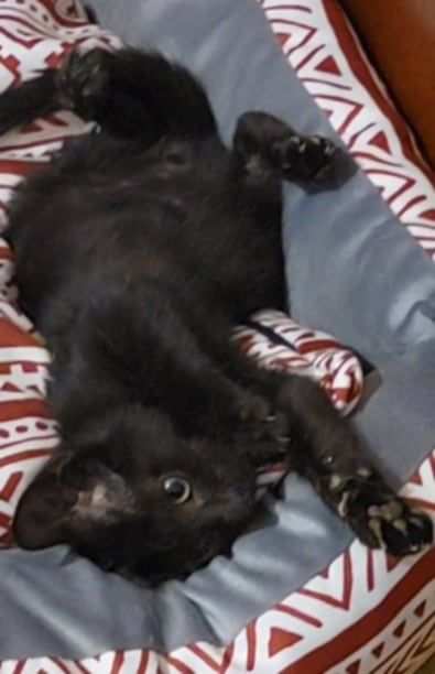 Подарявам черно коте