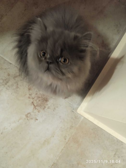 Персийски котенца