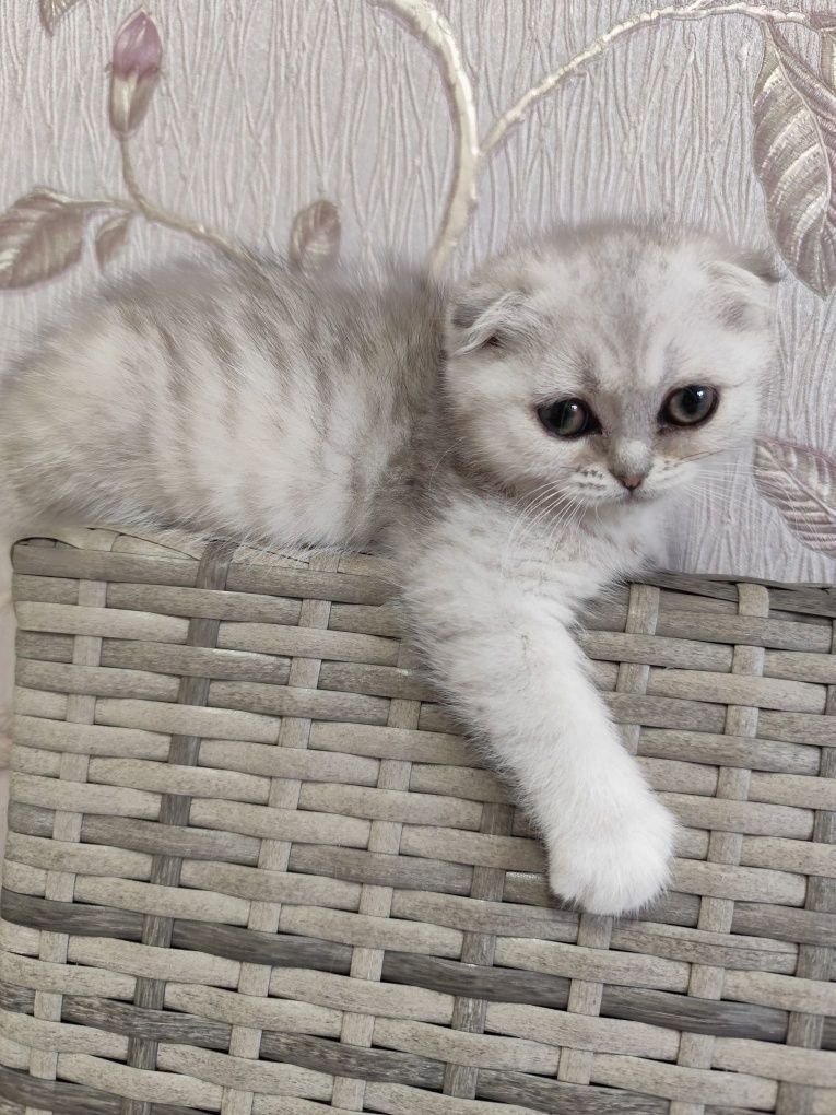 Scottish fold cu pedigree