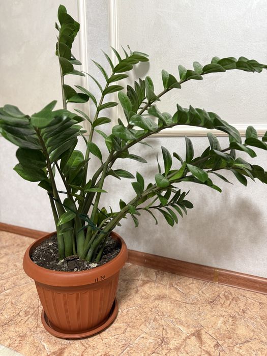 Долларовое дерево