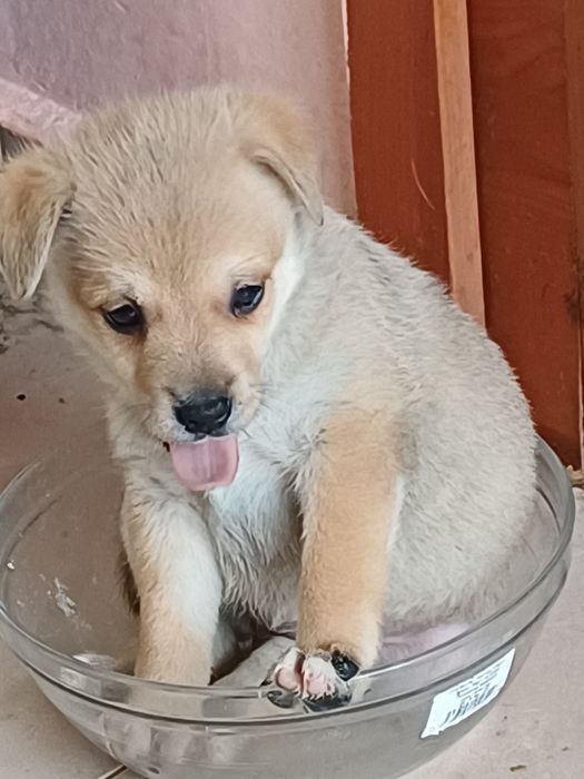 Сладурки търсят дом