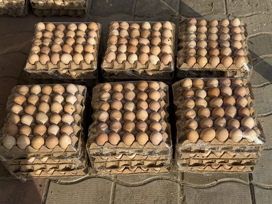 Qora shaxzoda tuxumlari