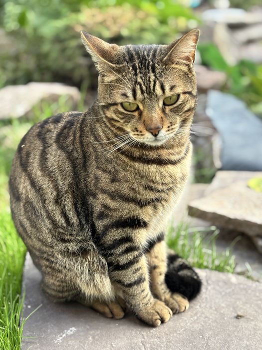 Потерялся кот! Пос. Туздыбастау