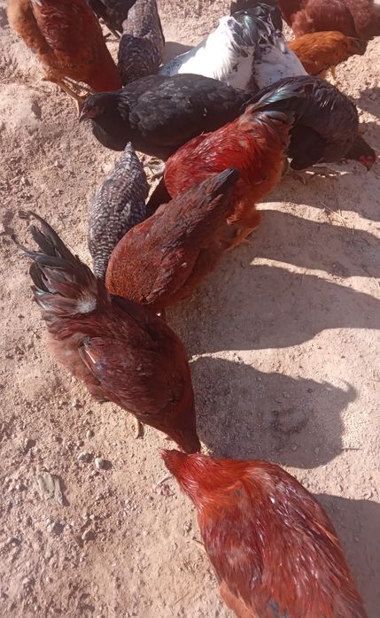 Tovuq  va xo‘rozlar xammasi sotiladi