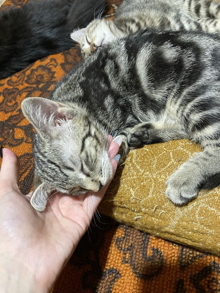 Отдам котят в добрые руки
