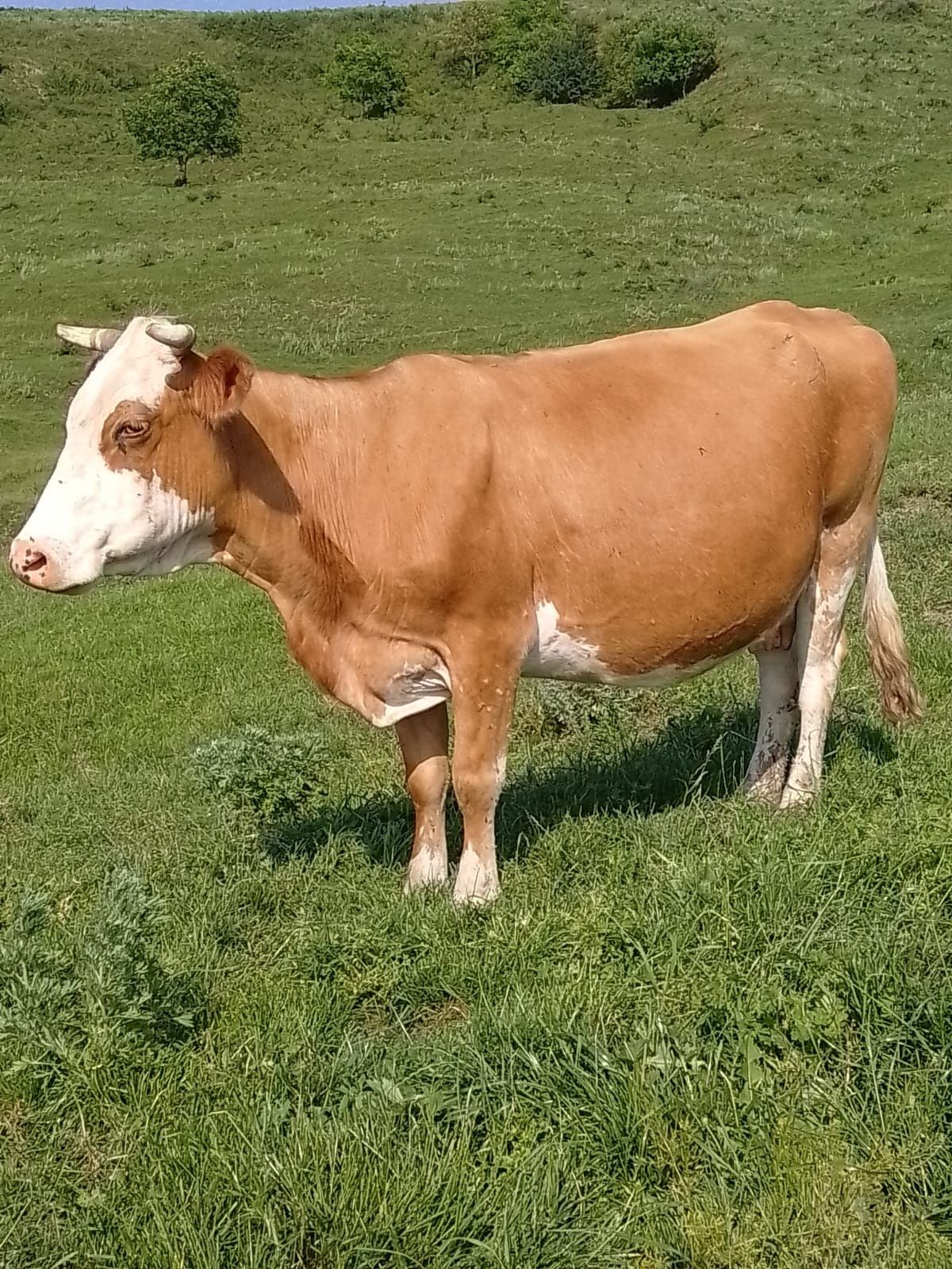 Vând o vaca gestanta în a 8-a luna