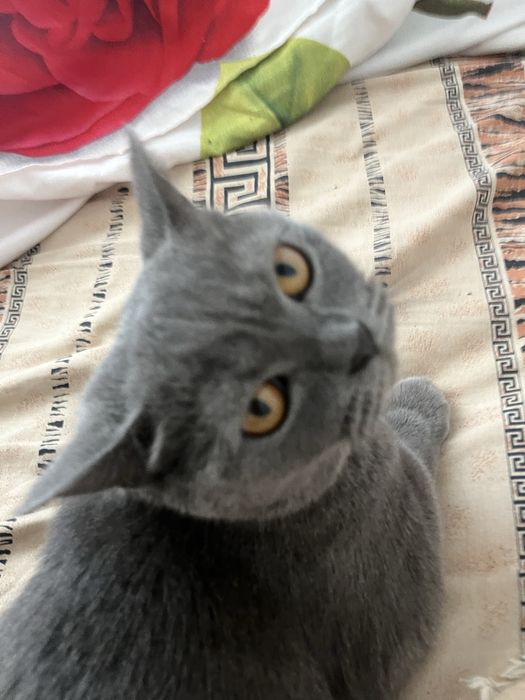 кошка британская. ласковая, домашняя, ходит в лоток