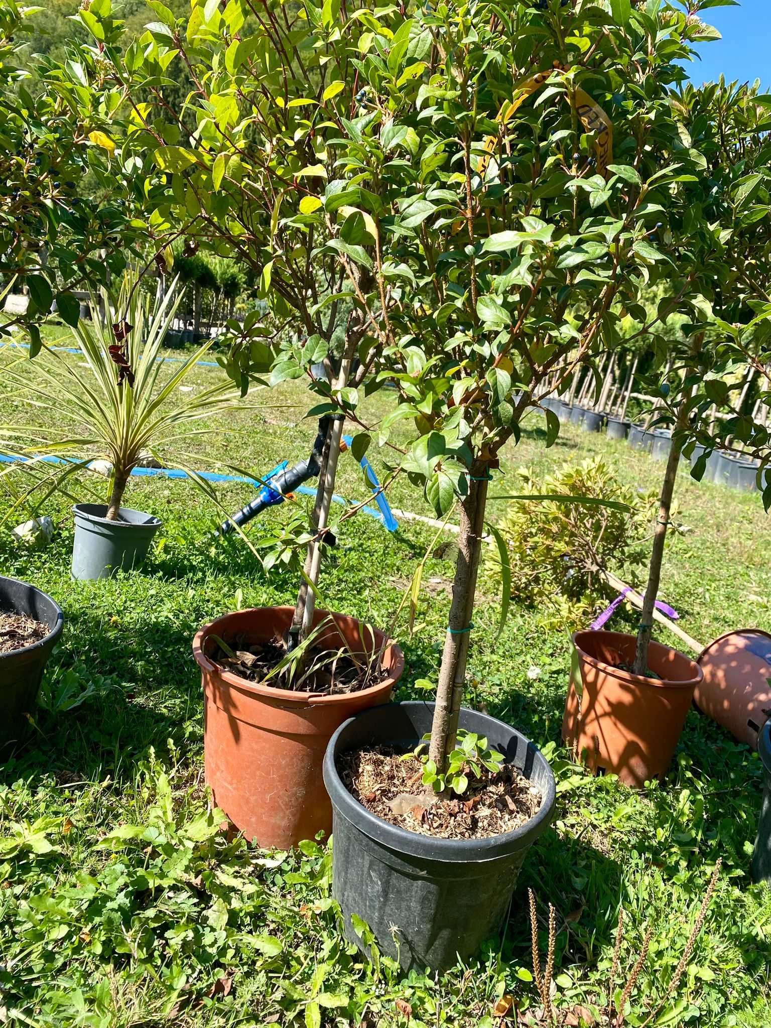 Selecție variată de plante ornamentale Transport gratuit în toată țara