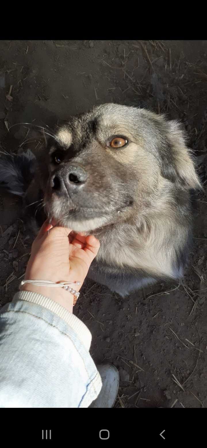 Cățeluși de donat