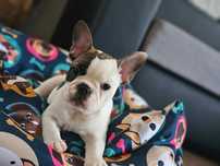 Bulldog francez pui