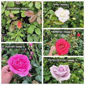 Влачещи рози налични 6цвята
