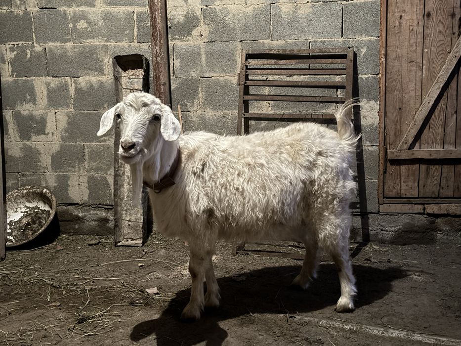 Продаются породистые зааненские козы с козлятами!