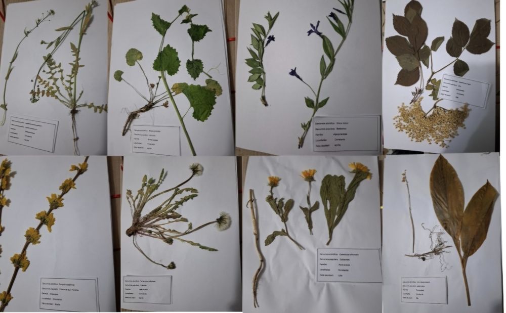 Ierbar de la 30 plante la 100, comune/medicinale cum doriti