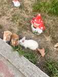 Ne cautam o casuta